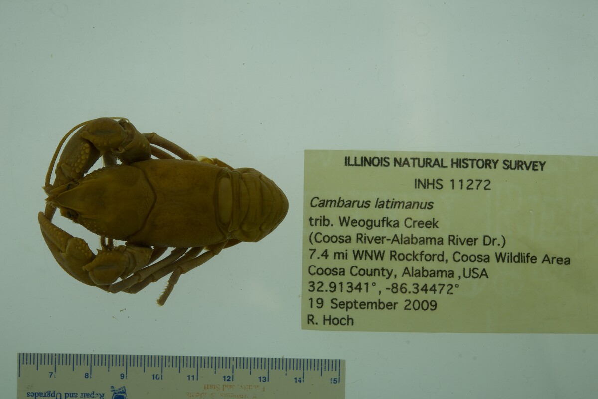 Cambarus latimanus image